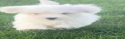 Maltezer honden te koop: Maltezer pups  - Advertentie 19