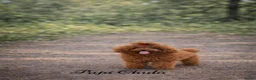 Poedel honden te koop: Dwergpoedel / Toypoedel pups te koop - Advertentie 6