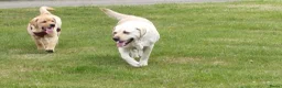 Labrador Retriever honden te koop: FCI PEDIGREE - LABRADOR RETRIEVER 5 MONTHS OLD - Advertentie 6