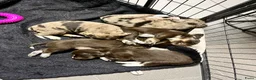 Kruising honden te koop: Prachtige pups Heidewachtel/ Australian Shepperd - Advertentie 11