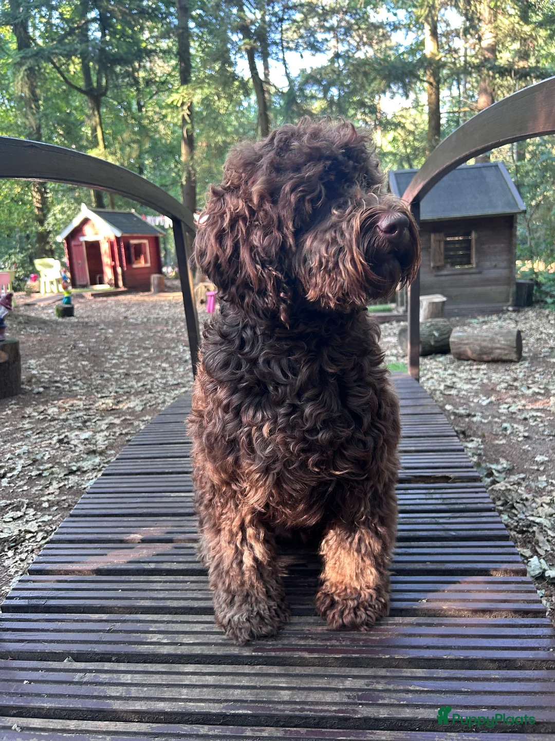 Australian Labradoodle honden te koop: Medium Cobberdog/Australian Labradoodle nestaank - Advertentie 6