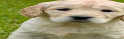 Kruising honden te koop:  Goldencocker pups goldenretriever x engelsecocker - Advertentie 13