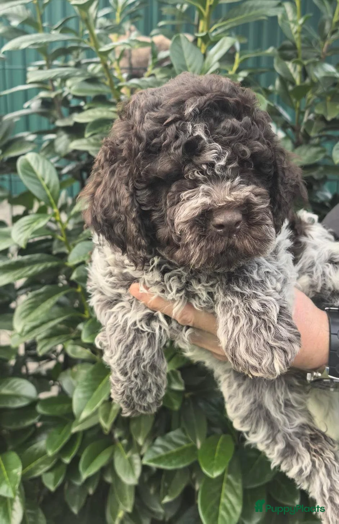 Lagotto Romagnolo honden te koop: Lagotto Romagnolo pups - Advertentie 4