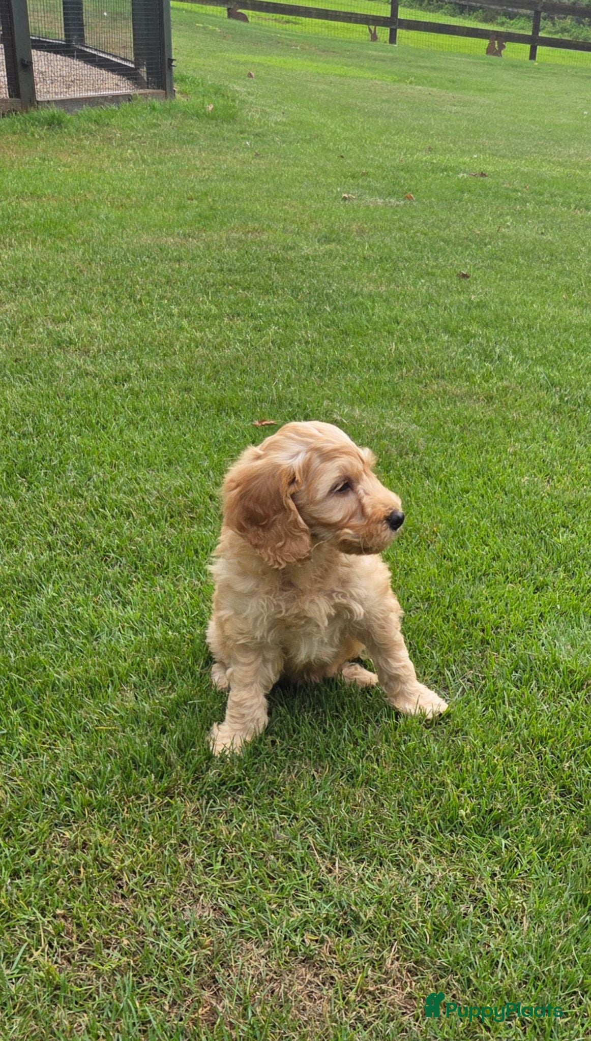 Labradoodle honden Labradoodle mini pup F3 reutje blond/abrikoos - Advertentie 18