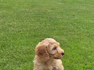 Labradoodle honden Labradoodle mini pup F3 reutje blond/abrikoos - Advertentie 18