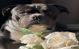 Amerikaanse Bully honden te koop: Bully pups  in Lelystad - Afbeelding 4