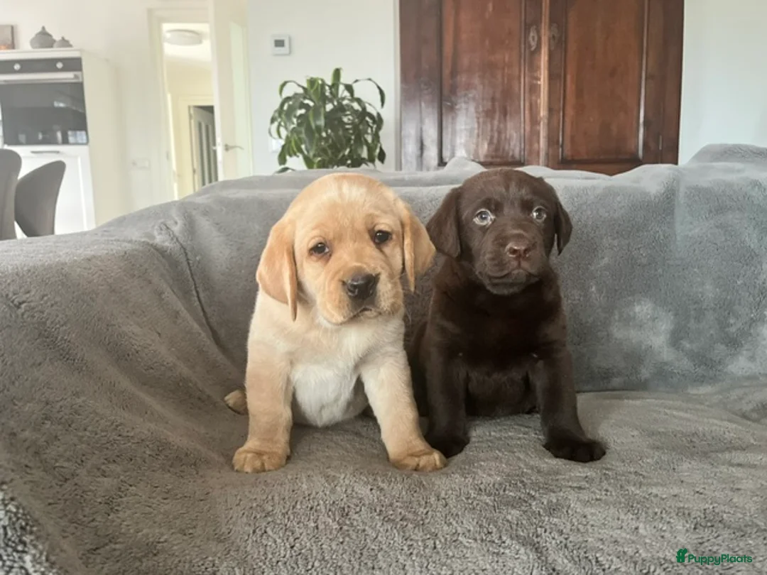 Labrador Retriever honden te koop: labrador pup bruin (reutje) Pup Blond(teefje) - Advertentie 1