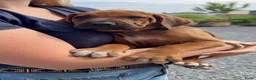 Rhodesian Ridgeback honden te koop: Rhodesian ridgeback pups - Advertentie 5