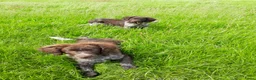 Friese Stabij honden te koop: Bruinschimmel Friese stabij pups: teefje en reutje - Advertentie 4