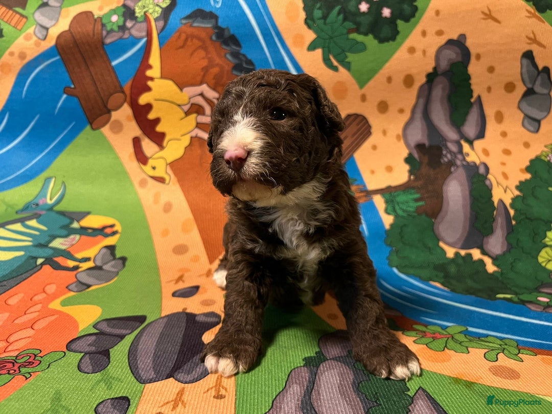 Spaanse Waterhond honden te koop: Spaanse Waterhond pups  - Advertentie 2