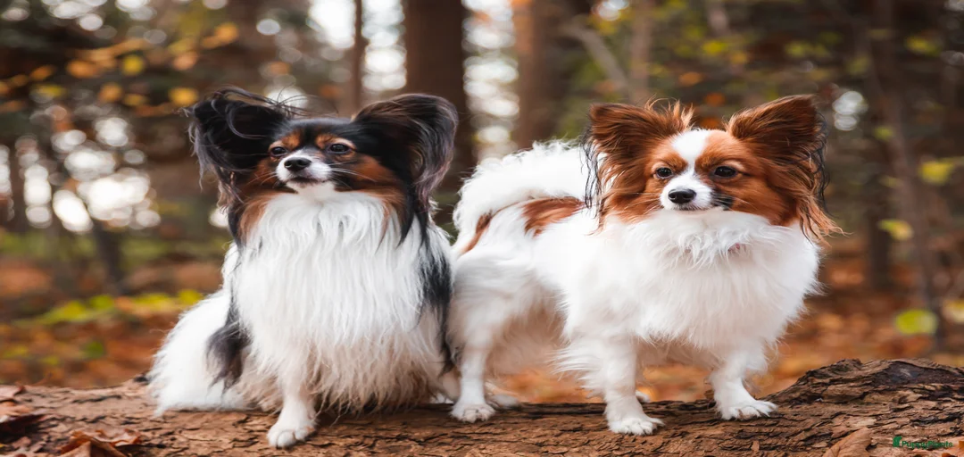 Galerij afbeelding {{count}}