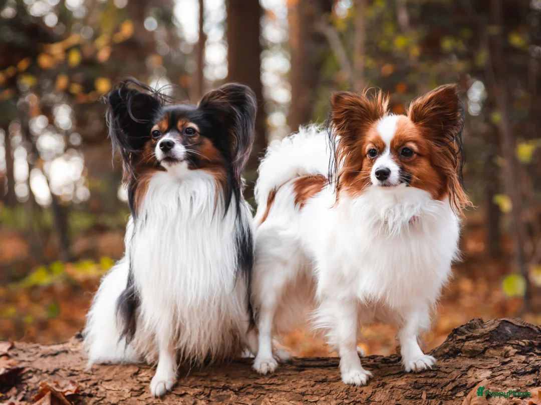 Galerij afbeelding {{count}}