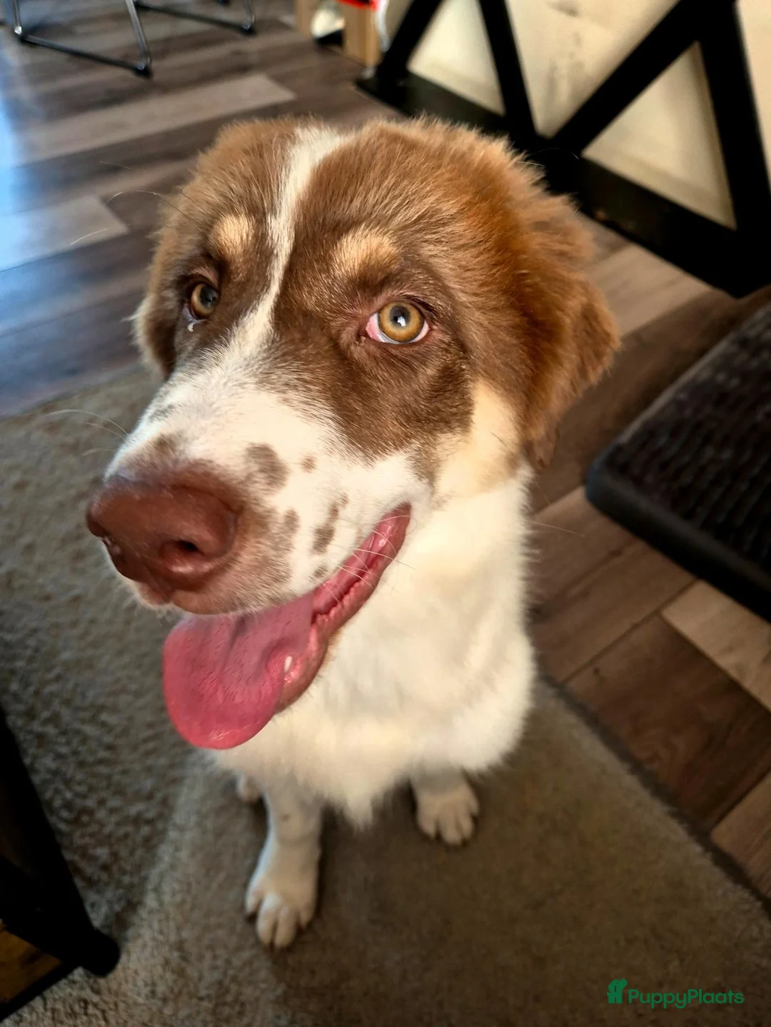 Kruising honden ter adoptie: Charlie - Advertentie 2