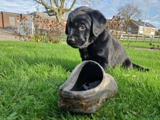 Labrador Retriever honden Lieve, sociale, zwarte labradorpups! - Advertentie 3
