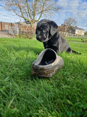 Labrador Retriever honden Lieve, sociale, zwarte labradorpups! - Advertentie 2
