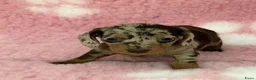 Ruwhaar Teckel honden te koop: Ruwhaar Kaninchen teckel pups - Advertentie 6