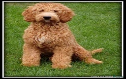 Labradoodle honden te koop: Labradoodle pups - Afbeelding 16