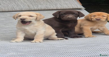 Labrador Retriever honden - Advertentie 4