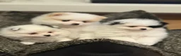 Pomeriaan honden te koop: 3 prachtige pups mogen het nest verlaten - Advertentie 4