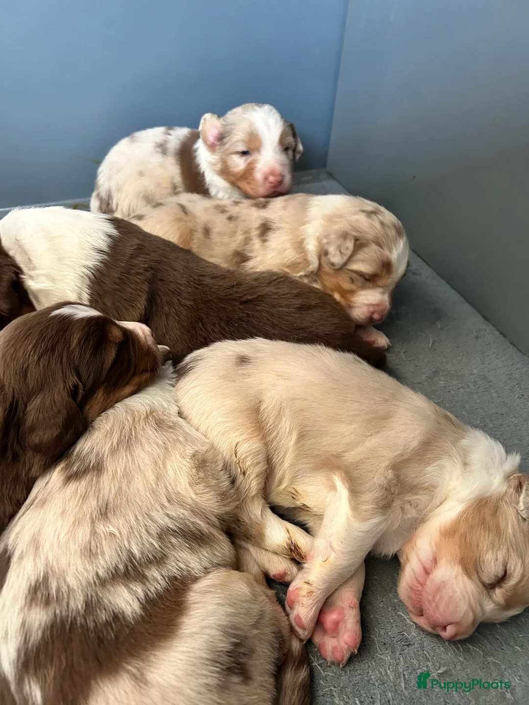Australian Shepherd honden te koop: 100% raszuivere Australian Sheperd pups - Advertentie 24