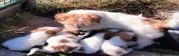 Jack Russel Terriër honden te koop: Jack Russell terriër pups met Stamboom - Advertentie 9