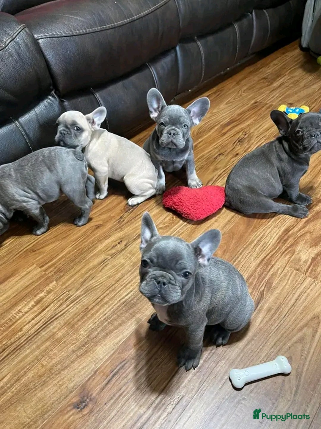 Franse Bulldog honden ter adoptie: Franse bulldog-puppy's ter adoptie - Afbeelding 2