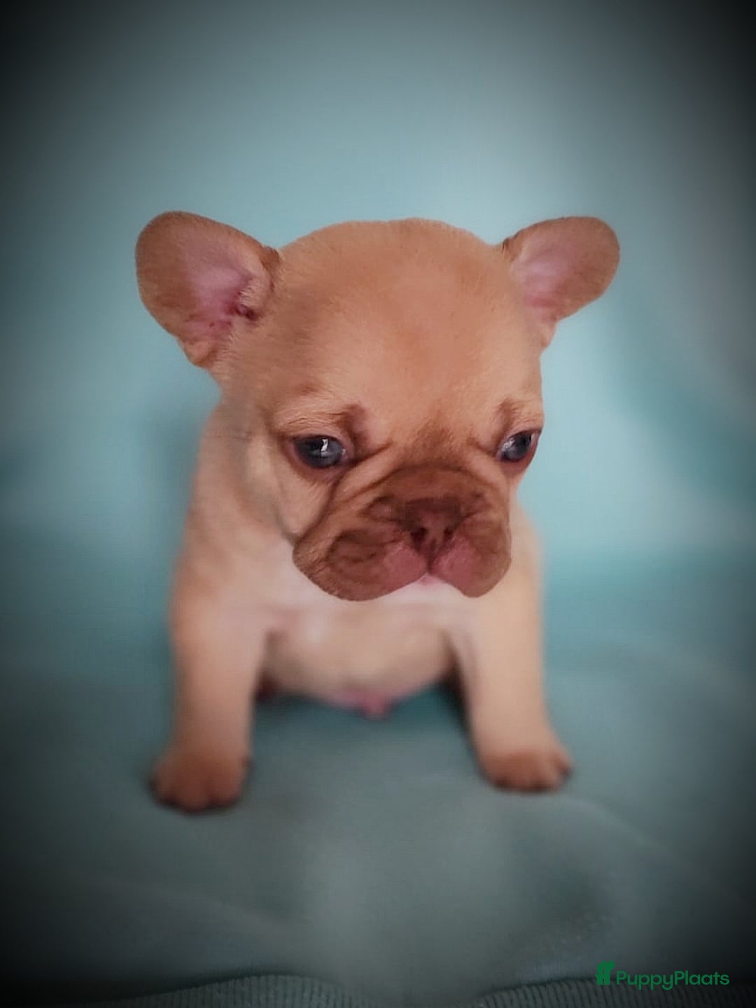 Franse Bulldog honden te koop: Franse bulldog pups - Advertentie 1