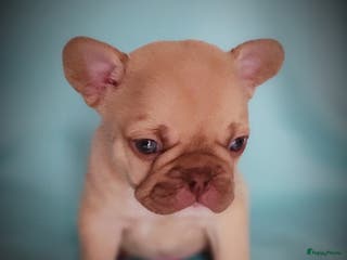 Franse Bulldog honden Franse bulldog pups - Advertentie 2