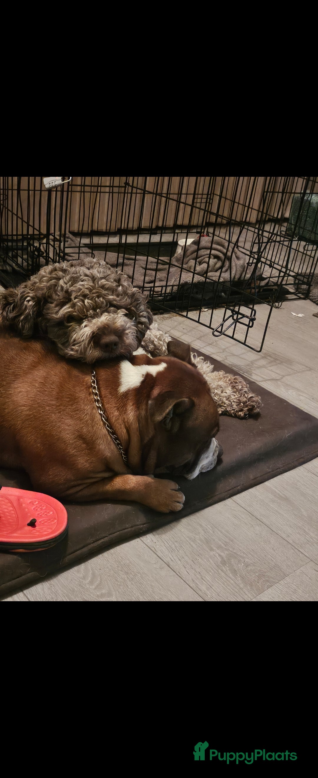 Kruising honden te koop: Eenmalig  engelse staff en lagotto romagnolo mix  - Advertentie 5