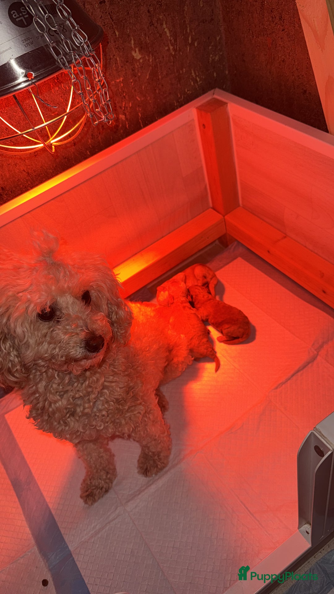 Poedel Toy honden te koop: Toy poedel puppys - Advertentie 7