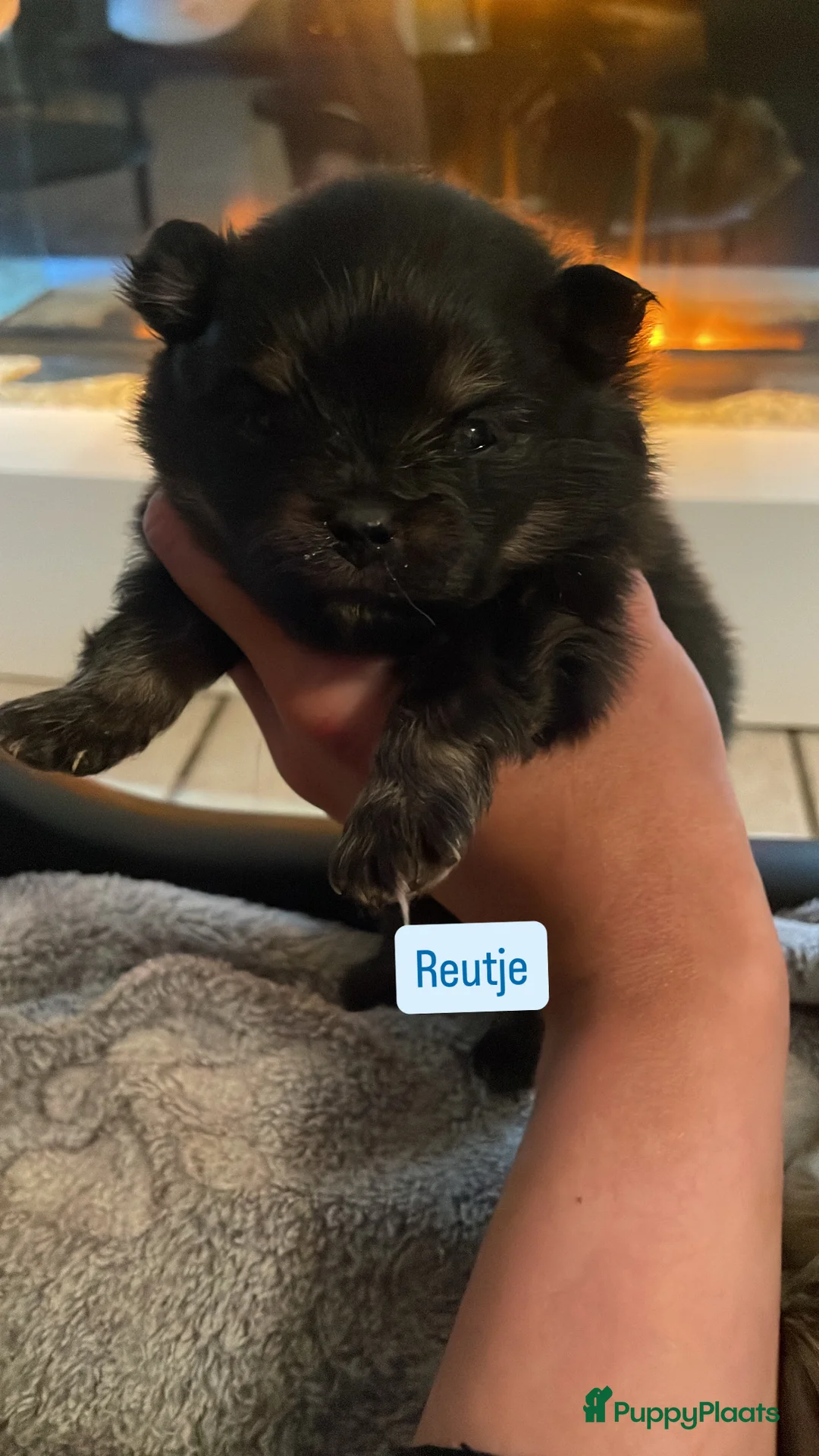 Pomeriaan honden te koop: Pomeriaan pups te koop  - Advertentie 5