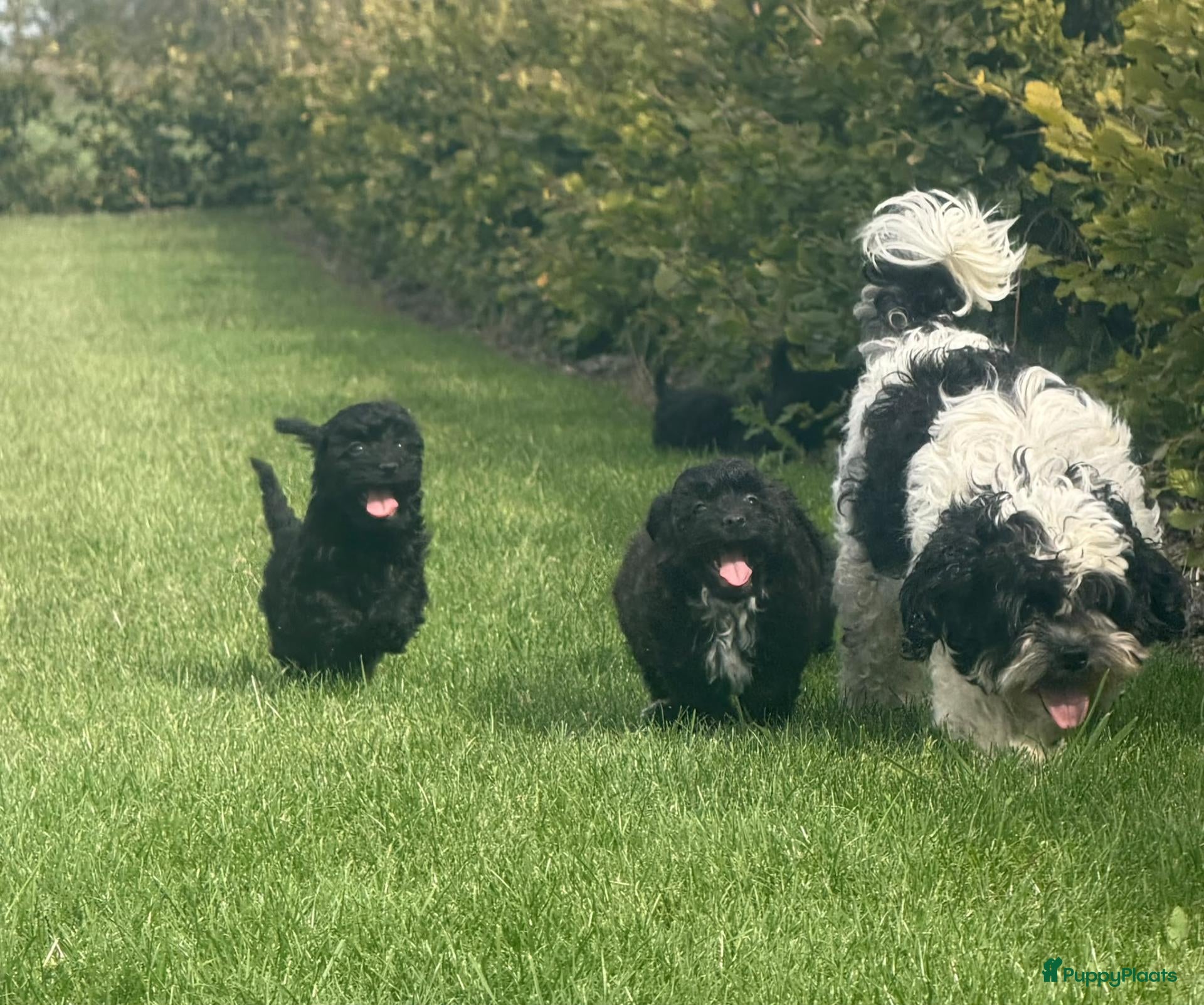 Kruising honden Maltipoo x boomer pups  - Advertentie 3