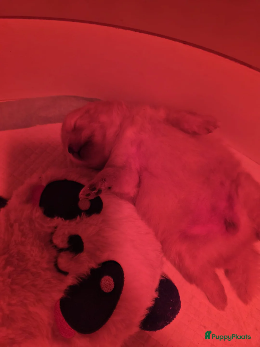 Pomeriaan honden te koop: Pomeriaan teefje ❤️ - Advertentie 16