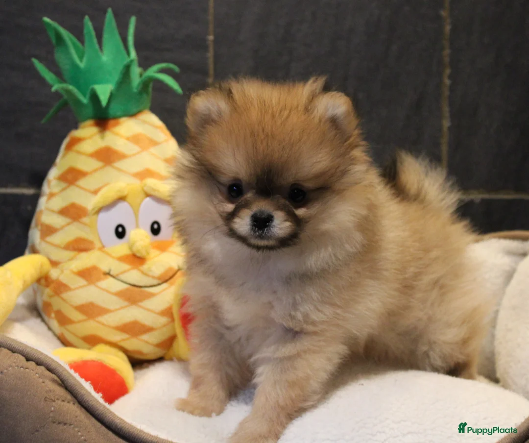 Pomeriaan honden te koop: Pomeriaan pups - Advertentie 8