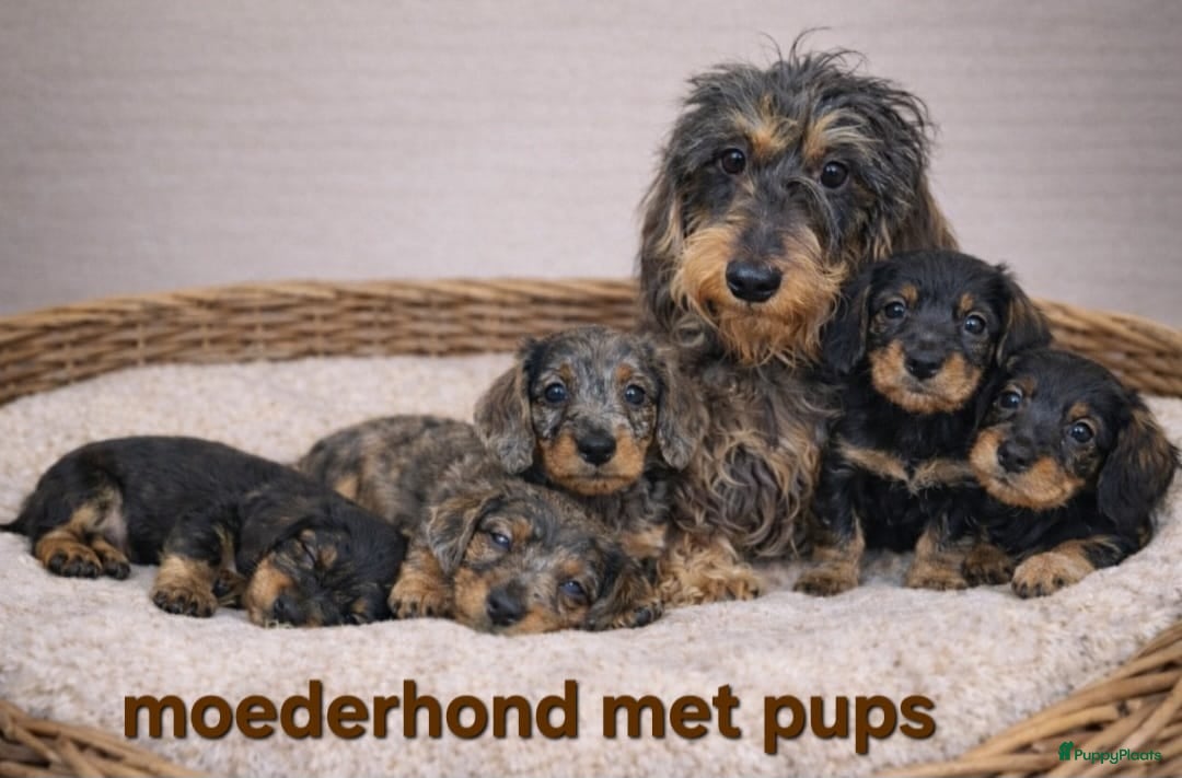 Ruwhaar Teckel honden Super mooie ruwhaar dwerg teckel pups (ook merle)  - Advertentie 1