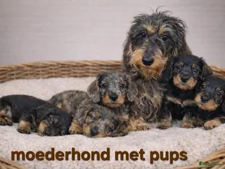 Ruwhaar Teckel honden Super mooie ruwhaar dwerg teckel pups (ook merle) - Advertentie 1