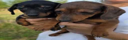 Dwergteckel honden te koop: Dwergteckel Korthaar pups België - Advertentie 24