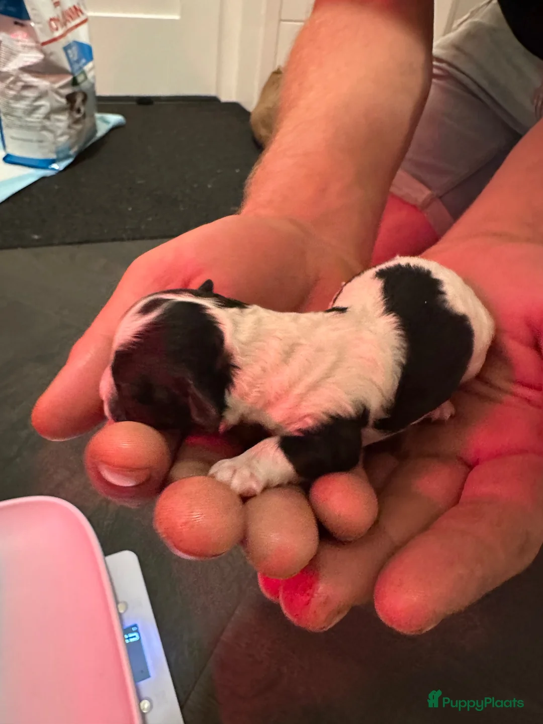 Labradoodle honden te koop: 5 pups mini labradoodle🤩 - Advertentie 11