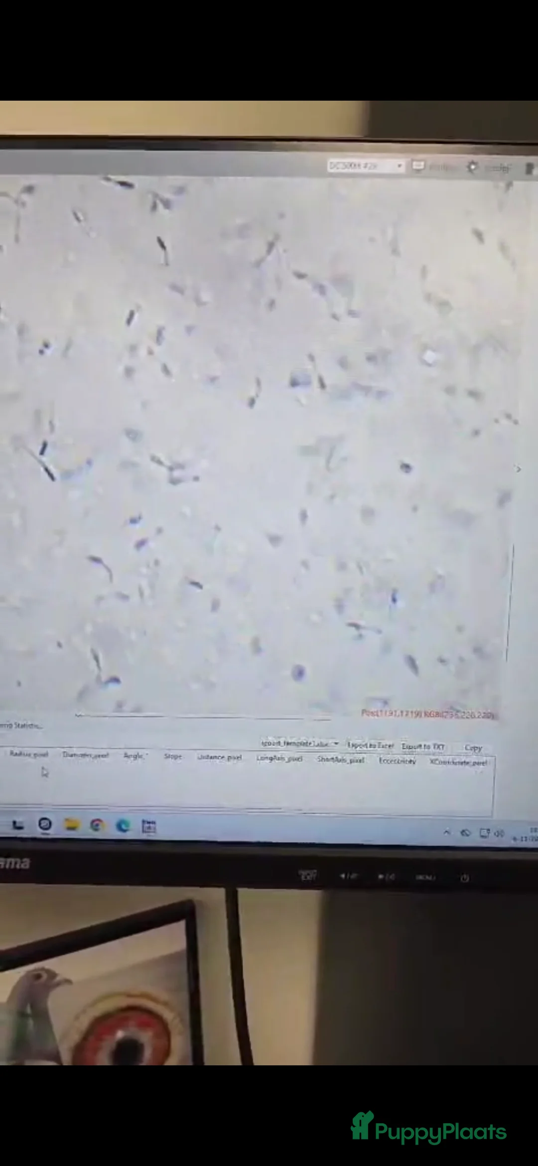 Pomeriaan honden ter dekking: dekreu met stamboom🥰 - Advertentie 8