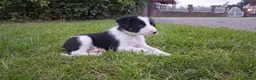 Border Collie honden te koop: Border collie puppy's in Oude Pekela - Advertentie 32