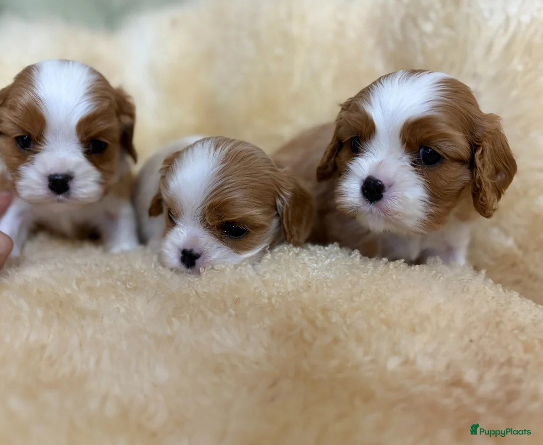 Cavalier King Charles Spaniel honden te koop: PRACHTIGE CAVALIER KING CHARLES SPANIEL PUPS  - Advertentie 3