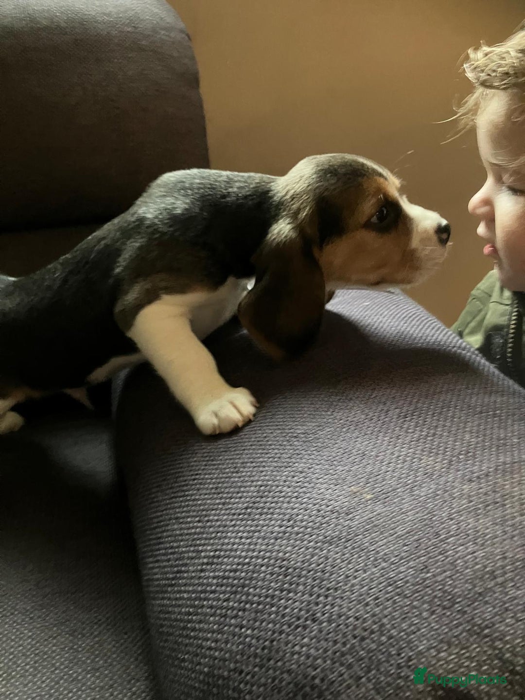 Beagle honden te koop: Beagle pups - Advertentie 4