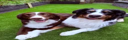 Australian Shepherd honden te koop: Nog 3 Australian shepherds beschikbaar  - Advertentie 1