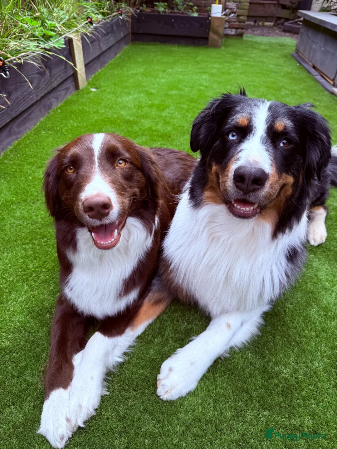 Australian Shepherd honden te koop: Nog 3 Australian shepherds beschikbaar  - Advertentie 1