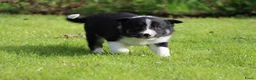 Border Collie honden te koop: Border collie pup - Advertentie 2