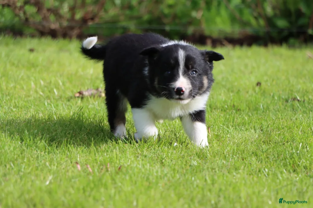 Border Collie honden te koop: Border collie pup - Advertentie 2