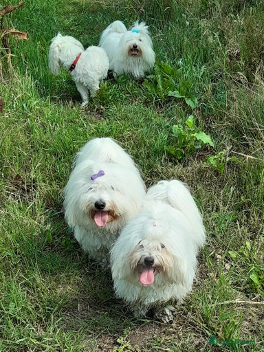 Galerij afbeelding {{count}}