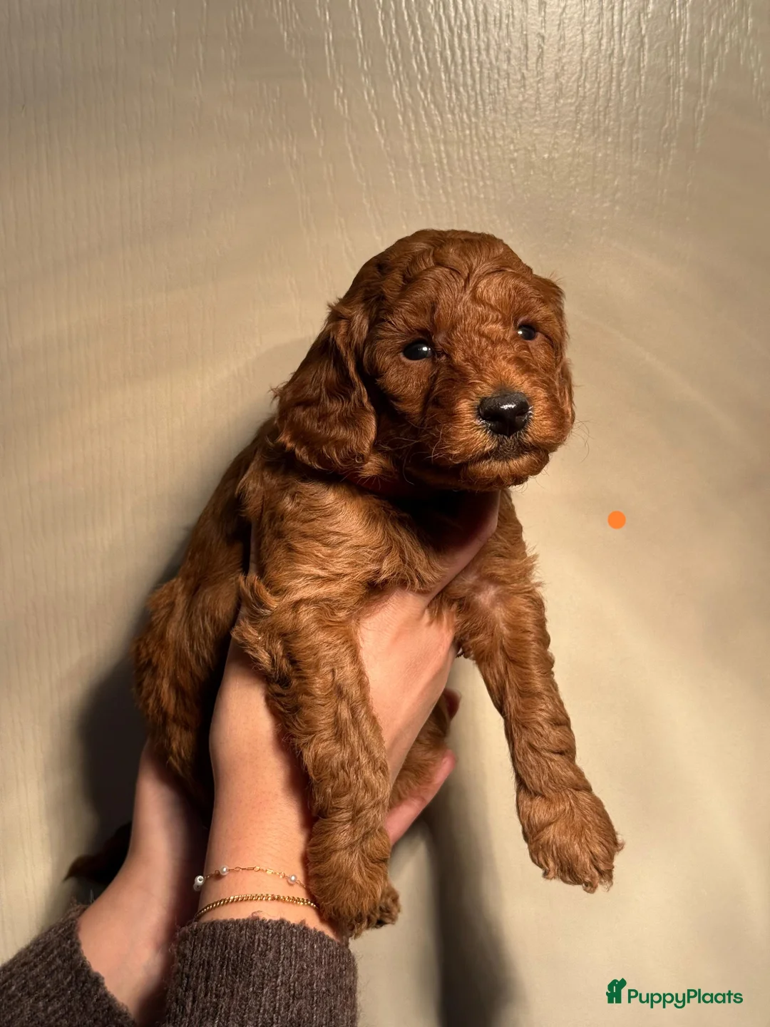 Kruising honden te koop: Dwergpoedel x toypoedel - Advertentie 2