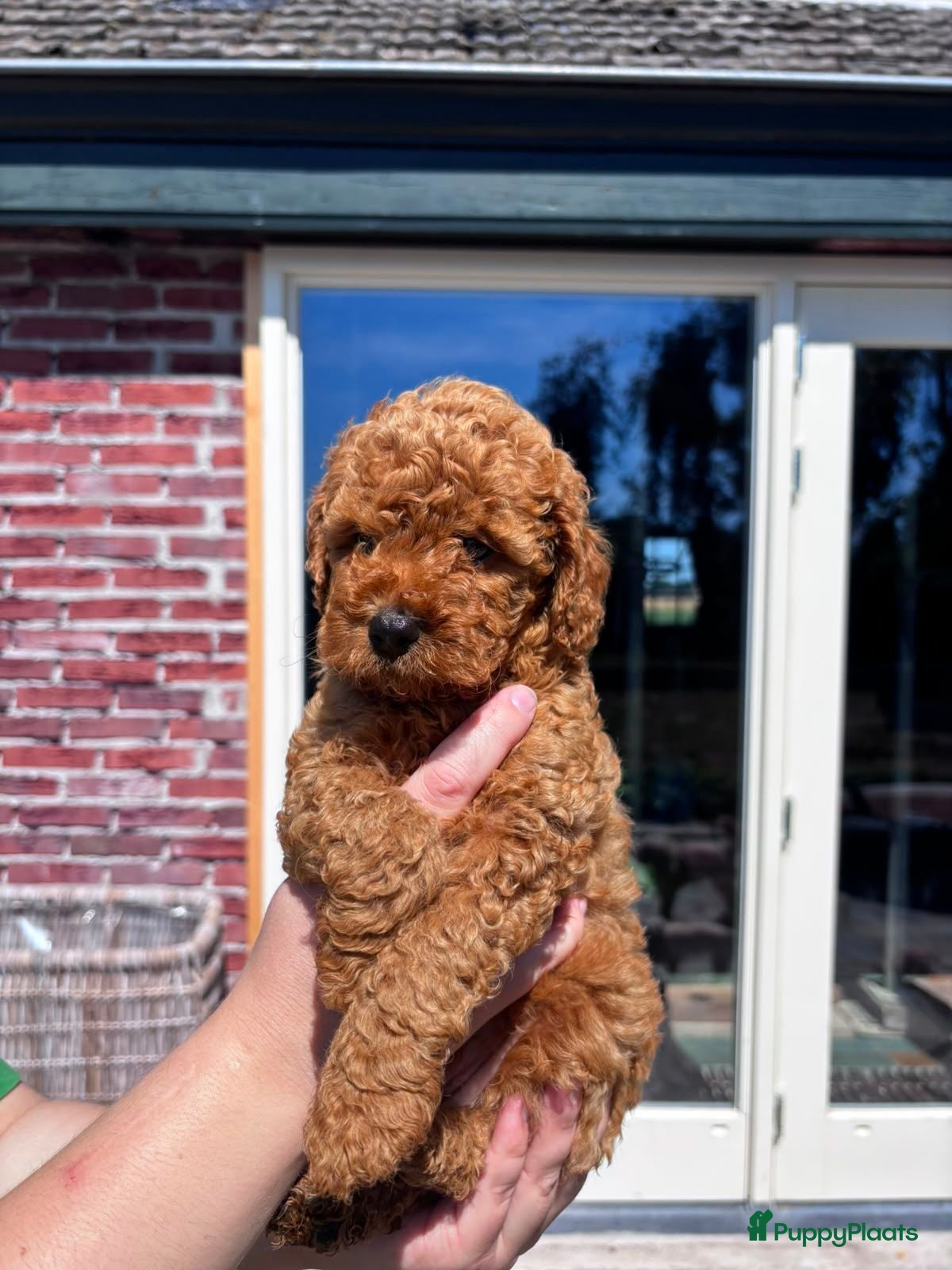 Maltipoo honden Lieve, sociale abrikoos Maltipoo teefjes te koop🐾 - Advertentie 1