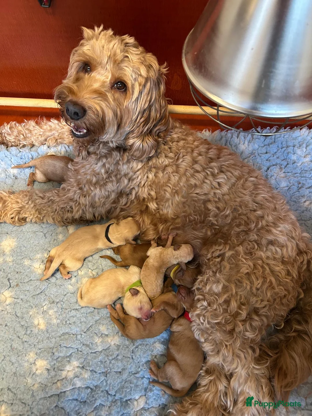 Australian Labradoodle honden te koop: Australian labradoodle (medium) - Advertentie 2